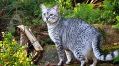 Egyiptomi mau (fotók): igaz macska egzotikus